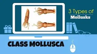 Mollusca Features
