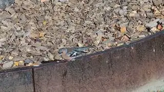 NZ Chaffinch Pahirini from Queenstown Gardens