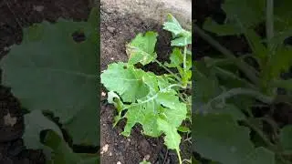 Garden 🪴 update in Ghana&hellip;.shoutout to @implayingindirt for pest control tips 🤗