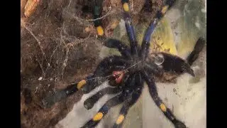 My Gooty Sapphire Peacock Parachute Spider Tarantula Color Update