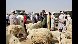 سوق زاكورة الخير موجود.. الخروف من الف درهم حتى 4500 و العجل من 6000 الى 15000