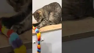 My Kanaani Cat Haifa Shows Her Grace Through Play 🐾✨