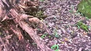 CAMINATAS Y AVENTURAS AL EXTREMO SEÑORES SALUDO  SIGAN MIRANDO MI VIDEOS MUCHAS. GRACIAS Y SUSCRIBET