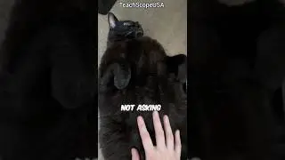 You Misunderstand These 4 Cat Behaviors