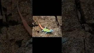 Black Mamba and Common Flat Lizard