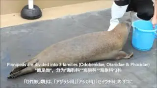 新潟市水族館マリンピア日本海Vol.3 「水辺の小動物編」【NIIGATA GOOD CONTENTS】