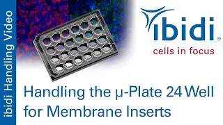 Handling the &micro;-Plate 24 Well for Membrane Inserts