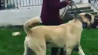 ANATOLIAN SHEPHERD DOG 90 cm 90 kg From #Turkiye @yunus_emrekilic