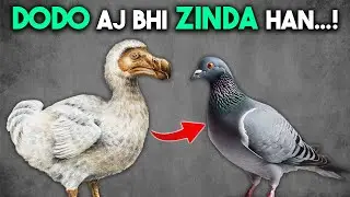 The REAL reason behind the Dodo's Extinction | in Hindi