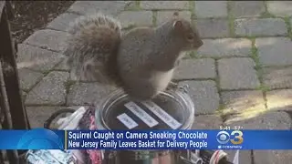 Squirrel Caught On Camera Sneaking Chocolate