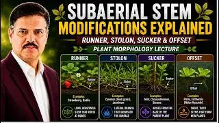 Subaerial Stem Modifications