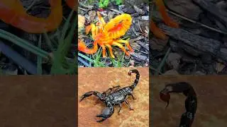The Most Ridiculous Insect Names