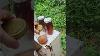 Quality Honey Bee Nutrition to Improve Immune Response as Part of Integrated Pest Management