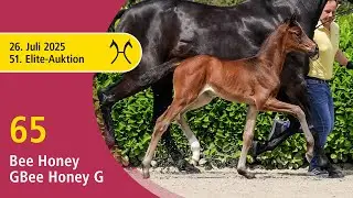 No. 65 Bee Honey G by Be Sure - F&uuml;rstenball | 51st Elite Foal Auction - OnLive &ndash; July, 26th