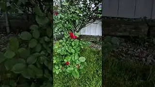 FPV Drone Picks Flowers Like a Pro 🌸 (Or Not?)