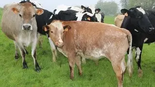 Croiser son troupeau laitier pour plus de TB