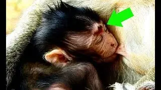 Pity poor Maddix baby monkey not batter, Baby sleeping drink milk of mom