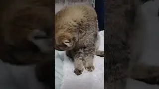 #рекомендации #cat #видосыоткота #веселыекоты #кот #котик #красиваякошка