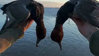 2021 duck season short clips
