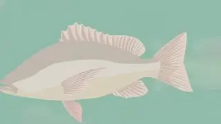 Reducing antibiotic use in Bangladesh fish farming &ndash; securing our future through better practices