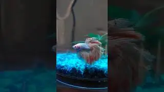 watching one of my wife's Betta fish #betta #bettafish #bettashorts