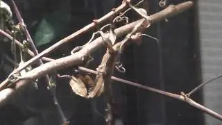 Keeping Giant Prickly Stick Insects as Pets