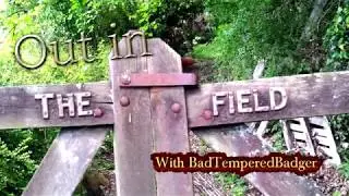 Birds Up Close (Nature Footage)