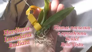 Новинки орхидей: каттлеи и энциклия (Hardiana, Lucasiana, Radiata) Обзор корней и посадки