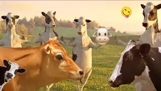 funny COW DANCE 4 │🥊 Cow Song 😜 Cow Videos 2021