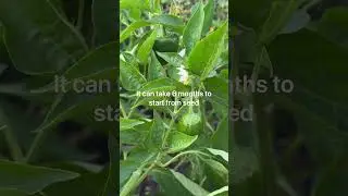 Growing peppers in Zone 6a. Patience is a must! #countryfarm #growingveg #cottagegarden