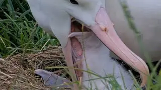 Royal Albatross~❤️🥰Great close ups from the chick Dad is feeding it~7:29 p.m. 2025/01/31