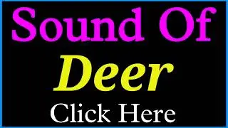 Sound of Deer | Deer ka Sound | Sound of Deer is called | Deer ke awaaz