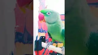 Rio,The Best Talking Alexander Parrot. Talks Like A Human,He Talks In English!