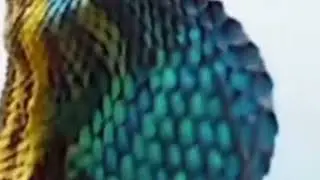 the fan- throated lizard