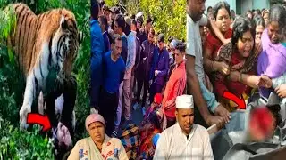 Tiger Attack In Women😭 Body Rescue & one Days !! Kholiyo kyari Village Documentary Vlog !!