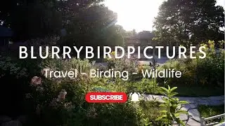 Travel - Birding - Wildlife