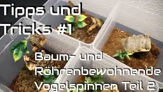 Tipps & Tricks #1 Braplast f&uuml;r Baum- und R&ouml;hrenbewohnende Vogelspinnen Teil 2 | Dave Spiders