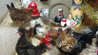 Птичка приболела 🐔. 