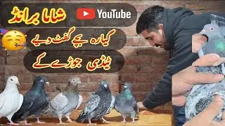 Shama brand 11 bachy gift diya 