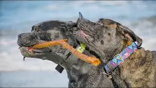 Cane Corso Song & Video