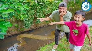 VIRAL‼️LIHAT ULAR DAN BUAYA BESAR DI KALI 😱 KOMPILASI 30 MENIT 