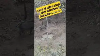 #cacajavalilegalizada #tirocomarco #tirocombalestra #balestra #crossbow #crossbowhunter #besta