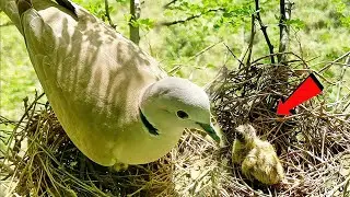 Beautiful Dove mom taking caring for beautiful one baby @birdsandbaby8259 