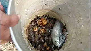 Net Fishing River/ village catch Fishing/Fishing catch video / Fish catching 🐟🐟
