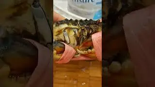 Big Crab Revenge!😫 #shorts #shortsvideo #trending #viralshorts #youtubeshorts #subscribeme #crab