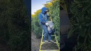 Cosechando mandarinas 🍊🍊 #trabajodecampo #campesinos #fruit #field