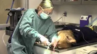 Take a Tour of the Ottawa Humane Society