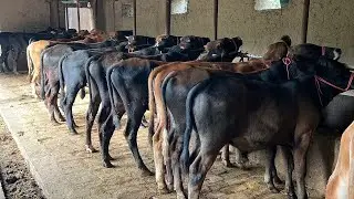 Optim buqalar +99850.884.65.10 s&otilde;raganlarga narhlar ancha arzon aytildi