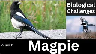 Magpie