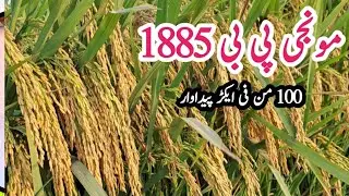 How to get high yield from #pb1885 #pb1885 #newriceseed2023 #pusabasmati1885 #bestriceseed #riceseed